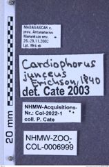 Etiketten zu Cardiophorus junceus (Erichson, 1840) (NHMW-ZOO-COL-0006999)